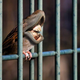 Illustration for article titled Full-On Nightmare Fuel: Birds With Giant Mouths Instead Of Beaks